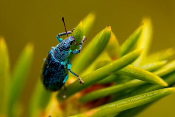 blue bug on a green leaf