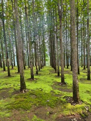 Tropical Teak Plantation with Straight Tree Lines and Serene Landscape

Symmetrical teak tree plantation with mossy ground in a tropical forest. Natural, serene landscape perfect for themes