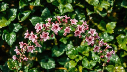 Obraz premium Gorgeous Pale and Deep Pink Blossom Climbing Plant