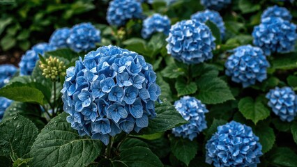 Stunning hydrangea shrub featured in garden landscaping. Blossoms in the yard. Close-up of blue hydrangea. Hydrangea macrophylla species