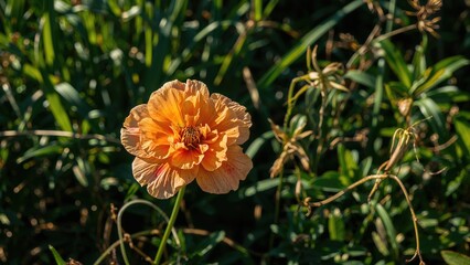 Stunning bloom basking in the warmth of a clear day