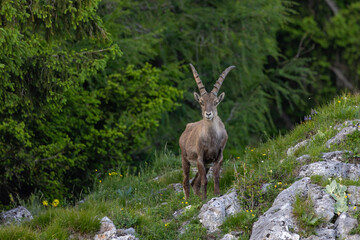 Alpine ibex in the forest