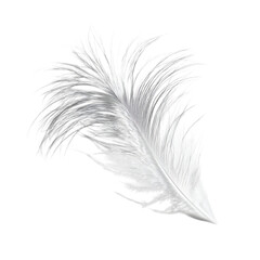 Obraz premium Single white ostrich feather