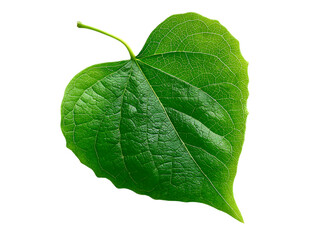 Obraz premium Vibrant green leaf, heart-shaped.