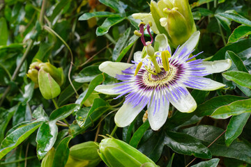 Close-up of the Passion flower or Passiflora caerulea. The Passion flower is an exotic climbing plant.