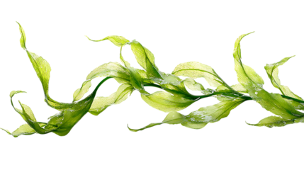 Watery green leaves in motion