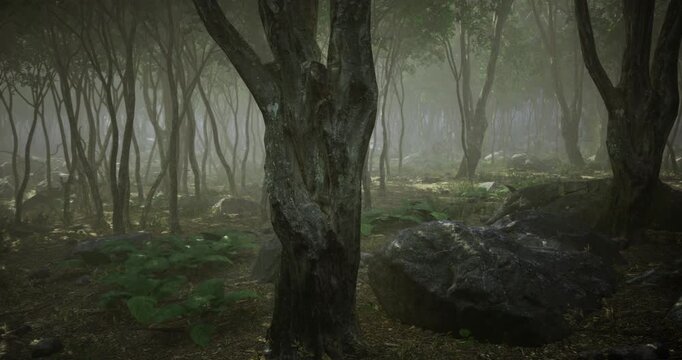 A serene forest scene shows tall trees shrouded in mist, creating a tranquil atmosphere. Sunlight filters through the foliage, illuminating patches of rocky ground and lush green undergrowth.