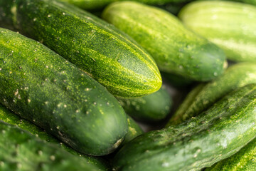 Fresh short homegrouth cucumbers, gherkins, top view.