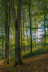 Buchen im Wald Jahreszeiten Farben