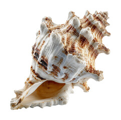 Stunning seashell coastal shoreline natural object beach environment view isolated on transparent background