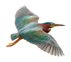 Green heron flying over calm waters nature scene wildlife serene environment isolated on transparent background
