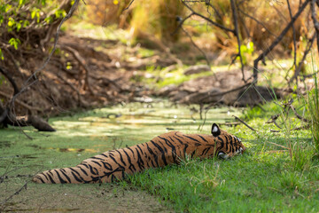 wild female bengal tiger or panthera tigris after heavy meal sleeping in water body cool off body...