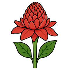 Fototapeta premium Red Torch Ginger Flower
