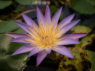 Eine blaue Seerose, auch blauer Lotus genannt © Sabine