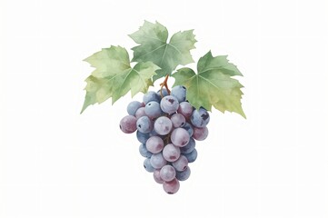 Obraz premium Watercolor Grapes Vine Leaves, Isolated, White Background, Food, Design