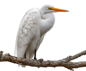 Elegant great egret perched on branch wildlife natural environment isolated on transparent background