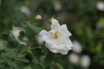 quantum  basic instinct Cambridge valentine roses and rose buds on different scales and with macro...