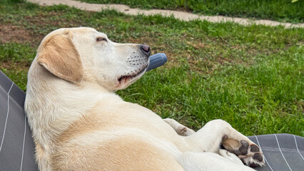 Lazy Labrador lounging on sunlit chaise, embodying canine leisure during Dog Appreciation Week,...