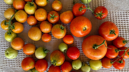 A kaleidoscope of heirloom tomatoes sprawls on rustic burlap, evoking a summer Lammas feast and...