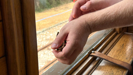 Childlike hands cradle a grasshopper by the train window, an ode to Entomology Day and Travel...