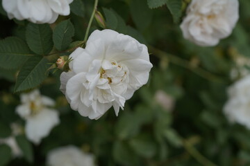 quantum  basic instinct Cambridge valentine roses and rose buds on different scales and with macro photography