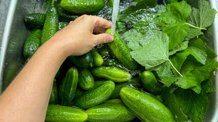A hand of indeterminate ethnicity rinses vibrant cucumbers and currant leaves, evoking summer's...