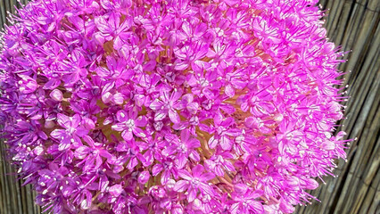 Vibrant magenta pom-pom blooms exude whimsical charm, evoking Hanami serenity and eccentric floral decor's hidden narratives