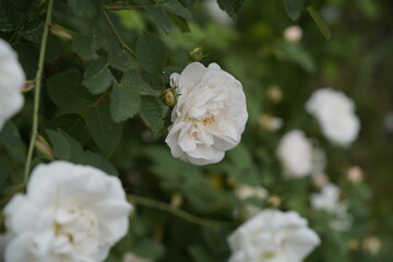quantum  basic instinct Cambridge valentine roses and rose buds on different scales and with macro...