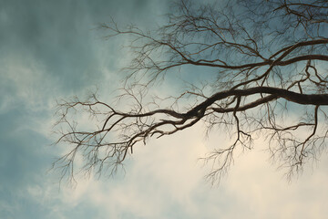 Serene winterscape painting a stark beauty in every direction, with leafless branches reaching out against a backdrop of cold, clear winter sky