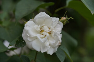 quantum  basic instinct Cambridge valentine roses and rose buds on different scales and with macro photography