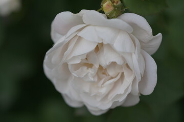 quantum  basic instinct Cambridge valentine roses and rose buds on different scales and with macro photography