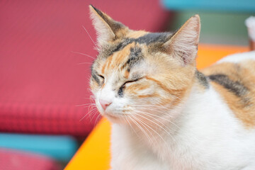 A charming close-up portrait of a beautiful calico cat with its eyes gently closed, conveying a sense of deep relaxation and peace.