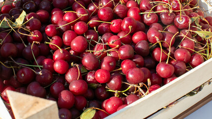 Ripe crimson cherries basking in golden sunlight, evoking cherry blossom festivals or Pi Day pie...