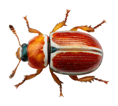 Beautiful of a colorful beetle on a leaf in a natural environment isolated on transparent background