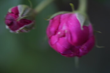 quantum  basic instinct Cambridge valentine roses and rose buds on different scales and with macro...