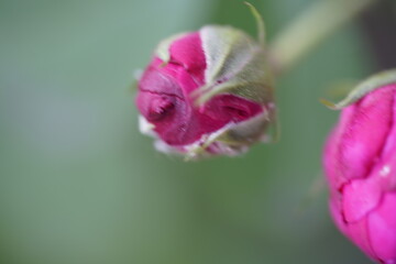 quantum  basic instinct Cambridge valentine roses and rose buds on different scales and with macro...