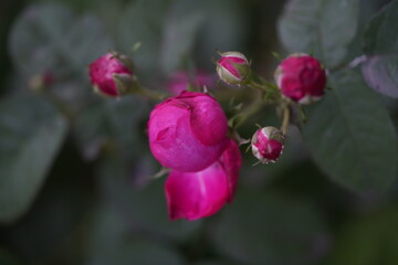 quantum  basic instinct Cambridge valentine roses and rose buds on different scales and with macro...