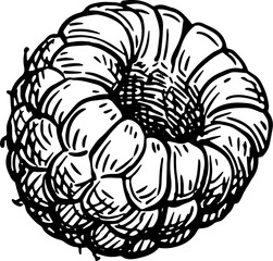 Raspberry ink sketch.