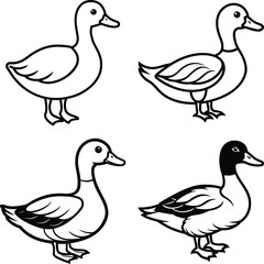 Duck drawing. It is a simple black and white outline image of a common duck standing, ready for coloring. Vector sketch line art draw.

