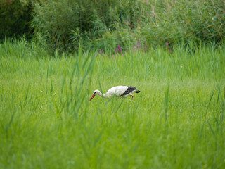 stork in the grass