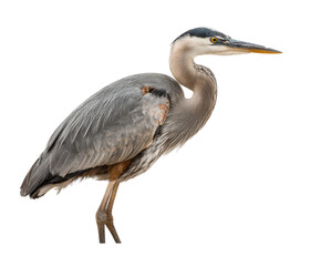 Obraz premium Graceful great blue heron displaying elegance in natural habitat wildlife view isolated on transparent background