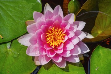 pink water lily in the garden pond