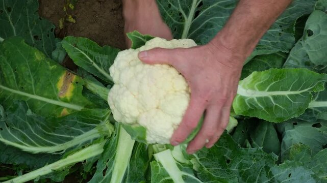Caucasian male farmer cutting fresh ripe cauliflower cabbage with knife, top view. Agriculture and horticulture concept. 