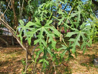 Close-Up of Papaya Leaves on a Bright Sunny Day in a Garden