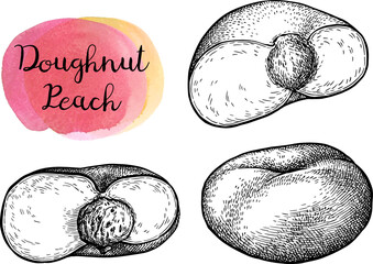 Donut peach ink sketch set © alhontess