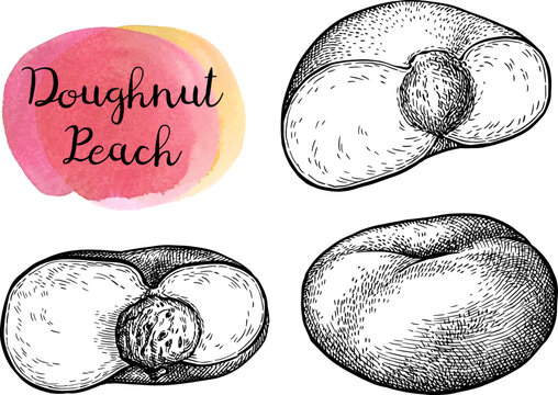 Donut peach ink sketch set