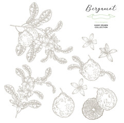 Bergamot plant set. Fruits and flowers hand drawn in vitnage style.Citrus bergamia plant. Vector illustration.