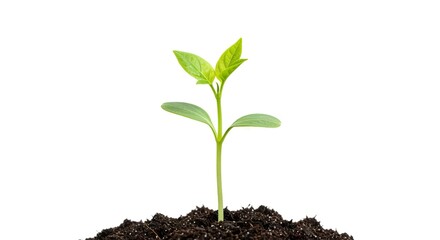 A small vibrant green plant sprouts from a mound of dark soil against a stark white background