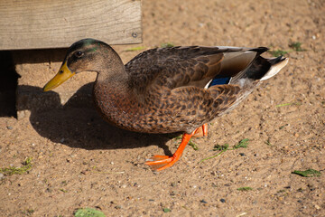  duck stands on stony ground