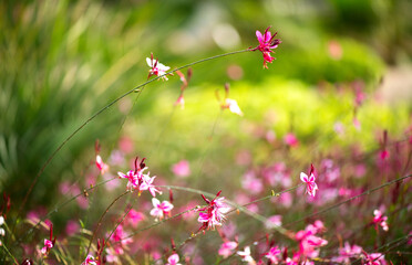 Gaura pink flowers blooming, garden design, spring gaur lindheimeri or whirling butterflies in Mediterranean garden, sun, dreamy inflorescence in a garden, closeup 
